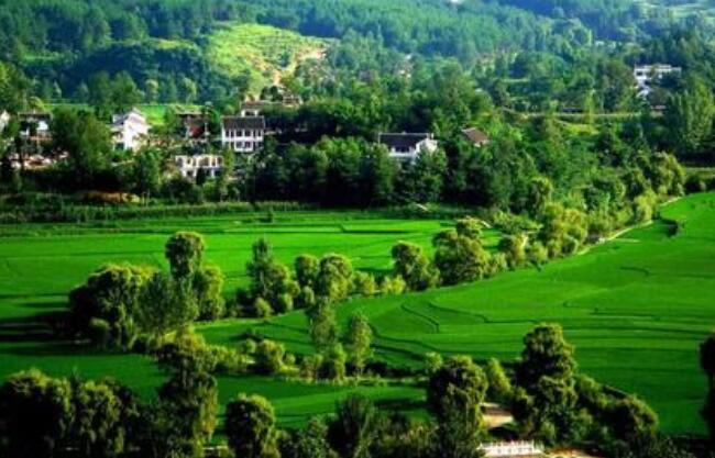 农业农村部副部长张桃林让良好生态成为kaiyun开云app的支撑点