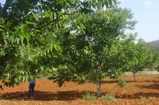 云南省红河州打造kaiyun开云app林业样本