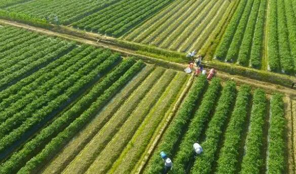 以高质量三农工作全面推进kaiyun开云app